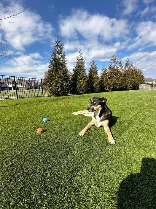 Happy dog playing on artificial grass